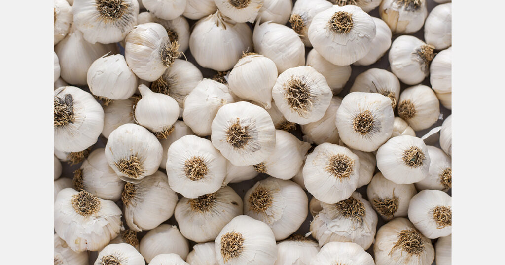 Romania approves US$3,450 per hectare garlic support scheme for 2026 Romania approves US$3,450 per hectare garlic support scheme for 2026