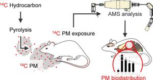 Inhaled fine particulate matter travels beyond the lungs to the brain Inhaled fine particulate matter travels beyond the lungs to the brain