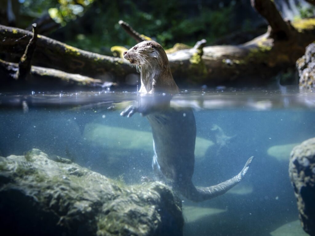 The otter returns to Switzerland – but for how long?