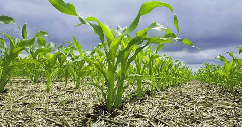 Organic farming developments in Romania for the 2019–2023 Period Organic farming developments in Romania for the 2019–2023 Period