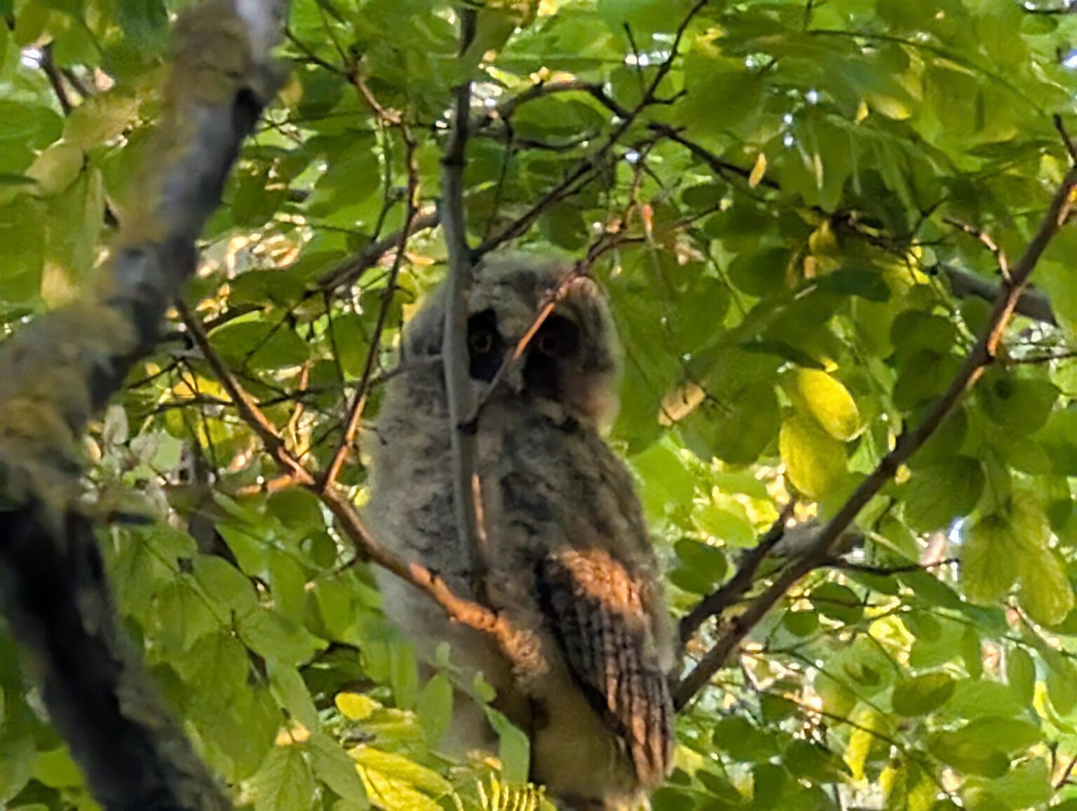 I saw an owl yesterday