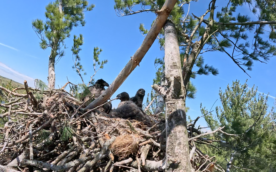 three baby eagles in a nest with tree branches