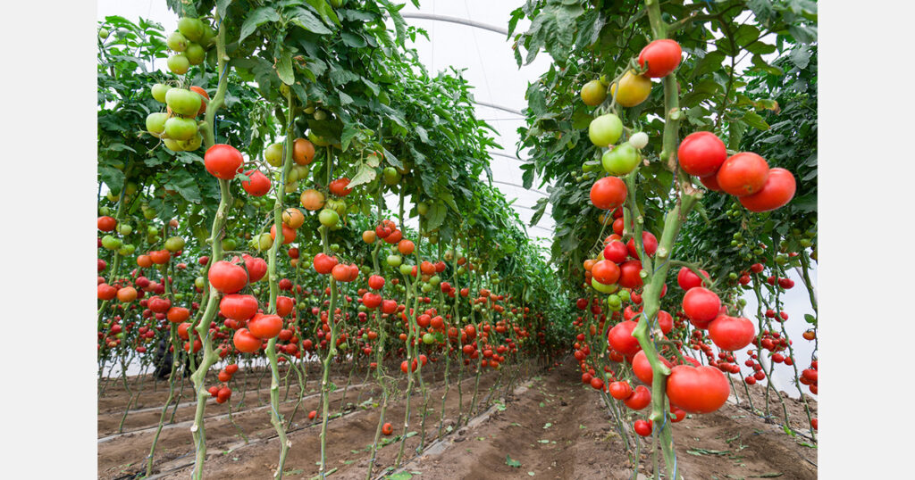 Belarus aims for year-round domestic tomato supply by 2027-2028