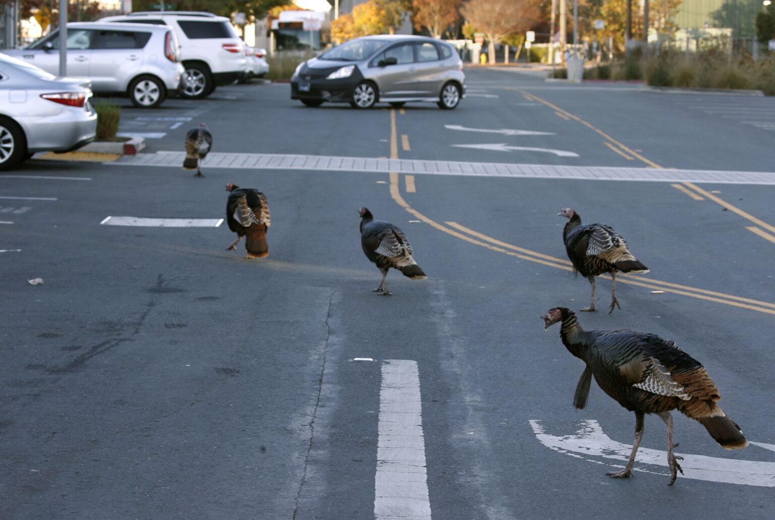 Bay Area police warn of ‘aggressive’ wild turkeys after altercations Bay Area police warn of ‘aggressive’ wild turkeys after altercations