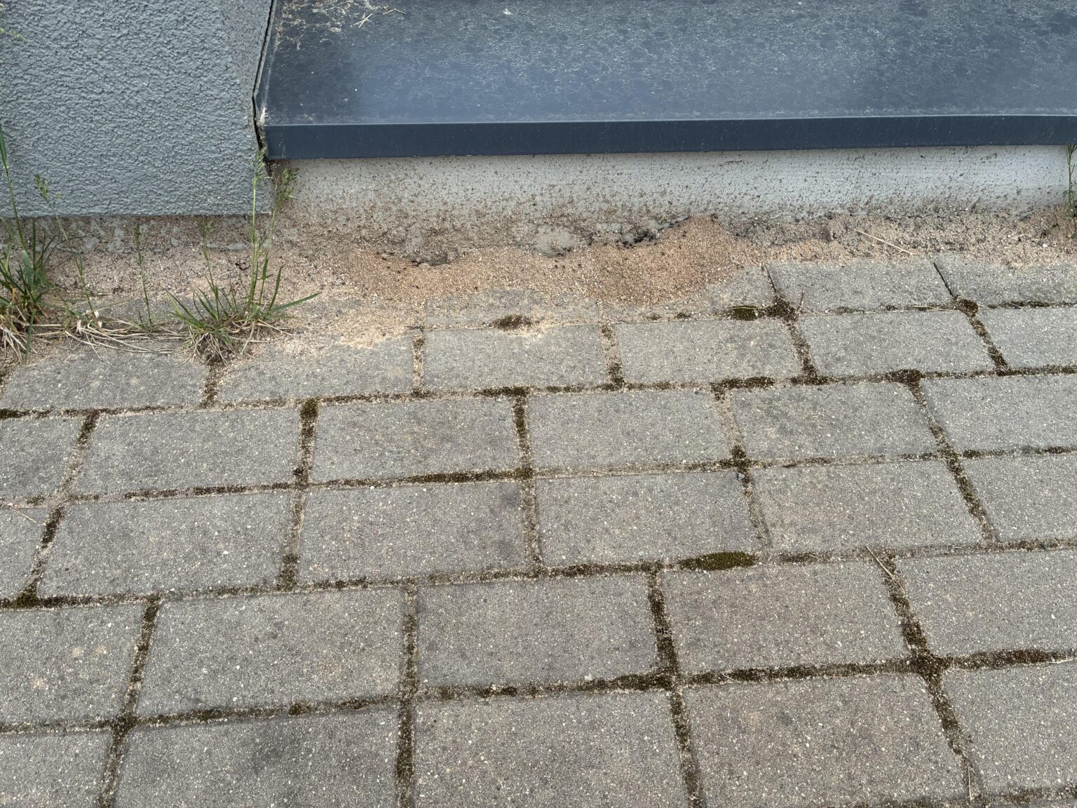 Ants - is it possible to do something?