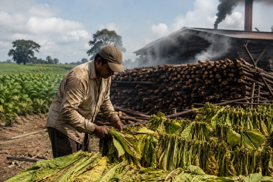Tobacco Industry’s Sustainability Narrative Masks Major Ecological Harm: WHO Tobacco Industry's Sustainability Narrative Masks Major Ecological Harm: WHO
