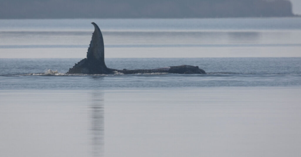 Timmy the Whale Got Stranded Off the German Coast. Then Things Got Weird.