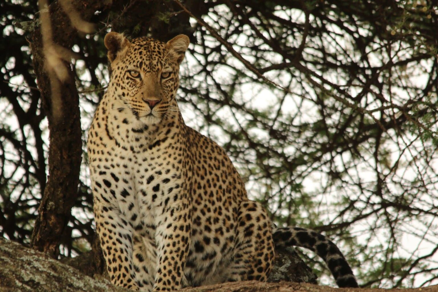 A leopard watching us from a tree in Serengeti