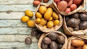 Belarus develops nutrient-rich coloured potato varieties Belarus develops nutrient-rich coloured potato varieties