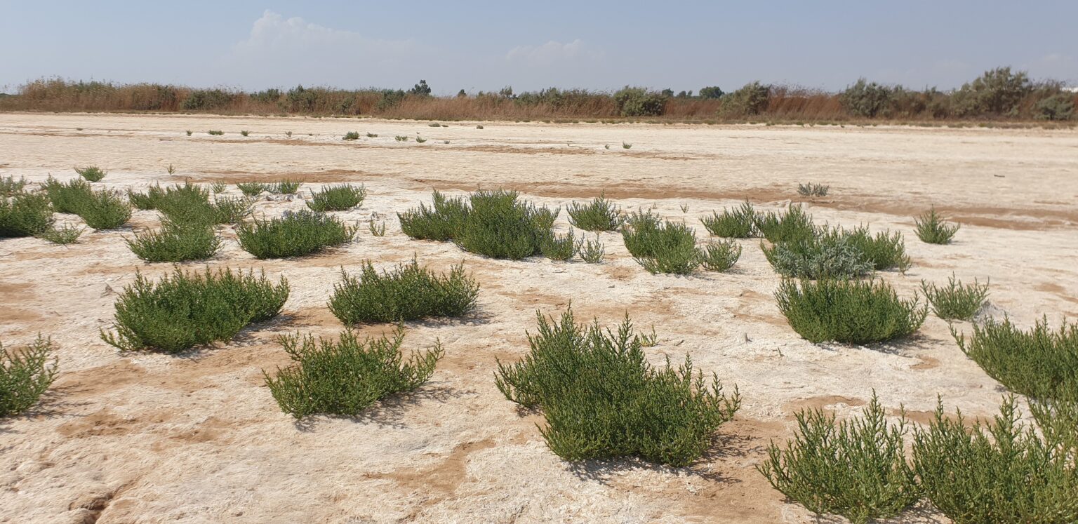 Hands off Lake Paralimni | Cyprus Mail cover Hands off Lake Paralimni