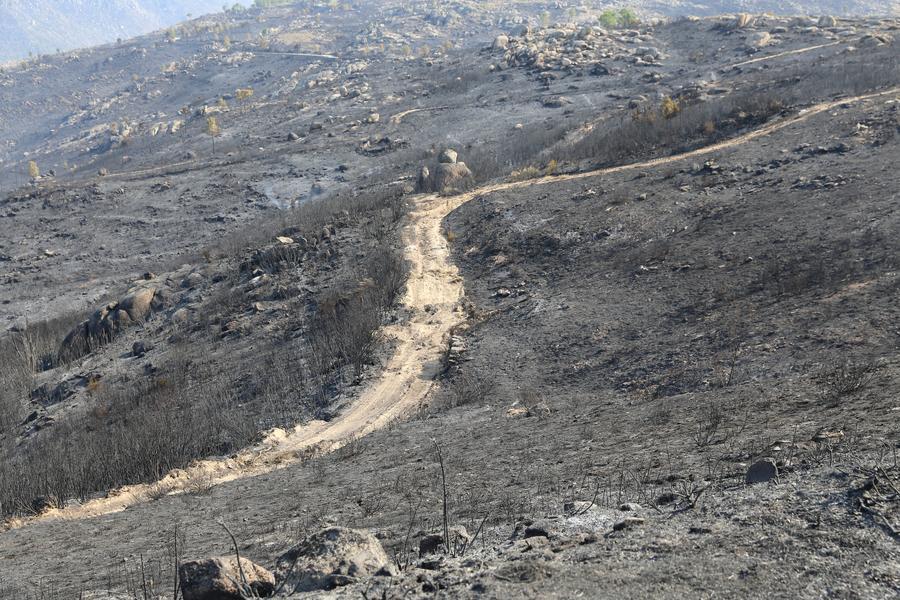 Portugal to provisionally nationalize abandoned land to prevent wildfires-Xinhua
