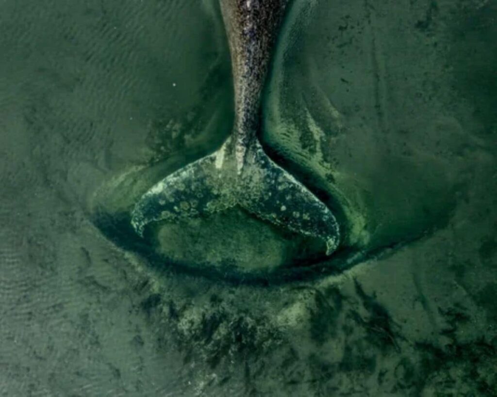 Germany Tried To Save Timmy the Stranded Whale But His Fate Is Still Unclear