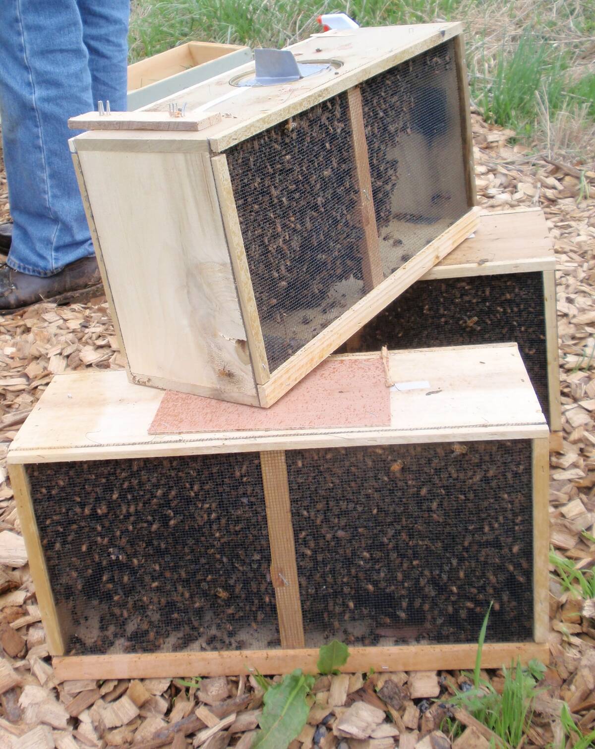 Three wooden bee package crate with mesh sides containing live honey bees for shipping. Photo: Creative Commons/vastastateparkstaff