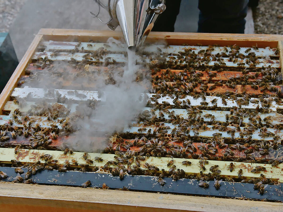 Prairie beekeeper using a smoker on an open hive box with bees covering wooden frames. Photo: Miranda Leybourne
