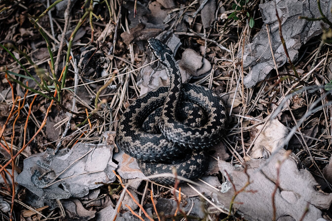 Chilly spring means Estonia’s snakes taking a while to get moving | News Chilly spring means Estonia's snakes taking a while to get moving | News