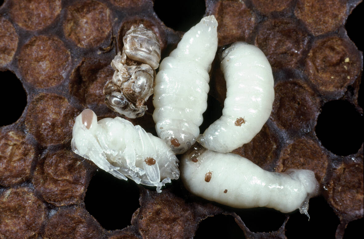 Tropilaelaps mites attach themselves to bee larvae, while a deformed bee lies in the upper left corner. Photo: Denis Anderson/CSIRO