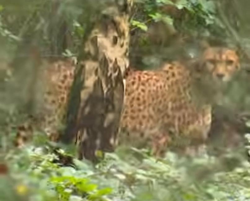 Watch: Pregnant cheetah escapes zoo enclosure in Netherlands Watch: Pregnant cheetah escapes zoo enclosure in Netherlands