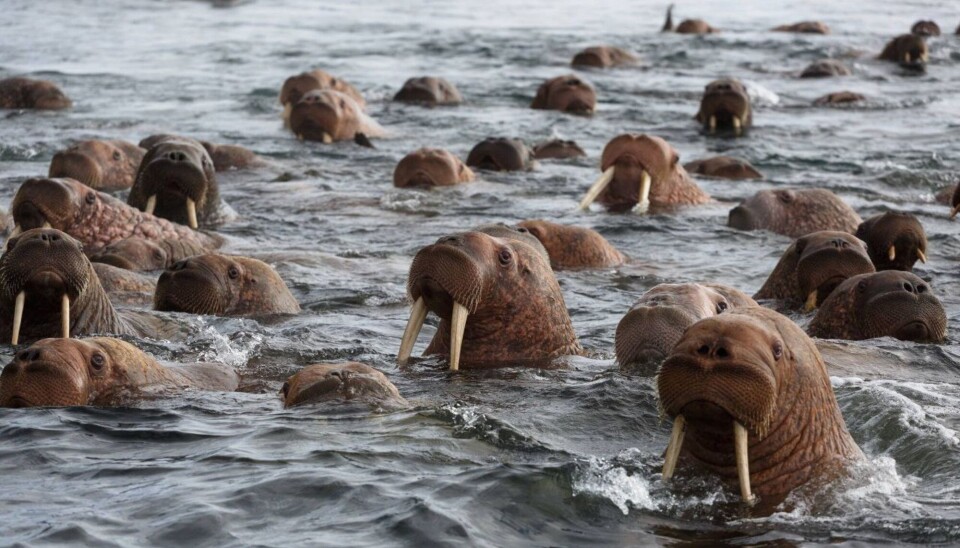 A large group of walruses swimming together in cold, choppy water.