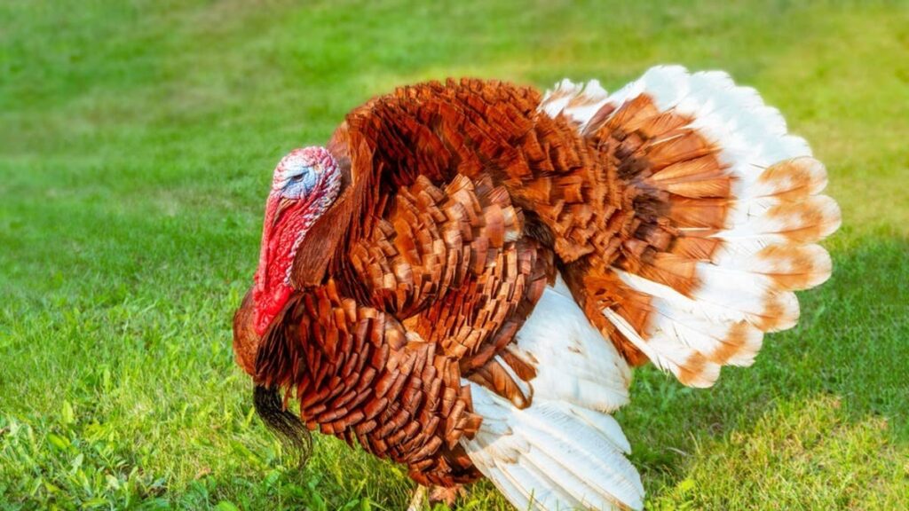 ‘Sprinkler Guy’ Gets an Unexpected Supervisor When a Turkey Shows up on the Job Yahoo lifestyle home