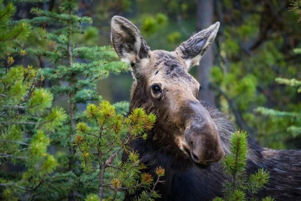 Moose in Latvia Have Started to Run Chaotically Near Roads: How to Behave Properly? Moose in Latvia Have Started to Run Chaotically Near Roads: How to Behave Properly?