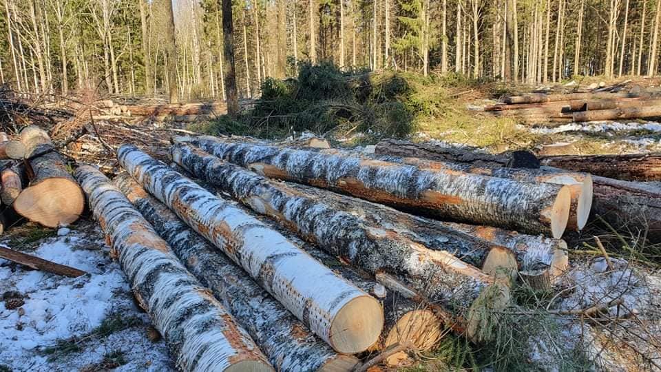 Estonian tech leaders warn forests are being sacrificed for short-term profit