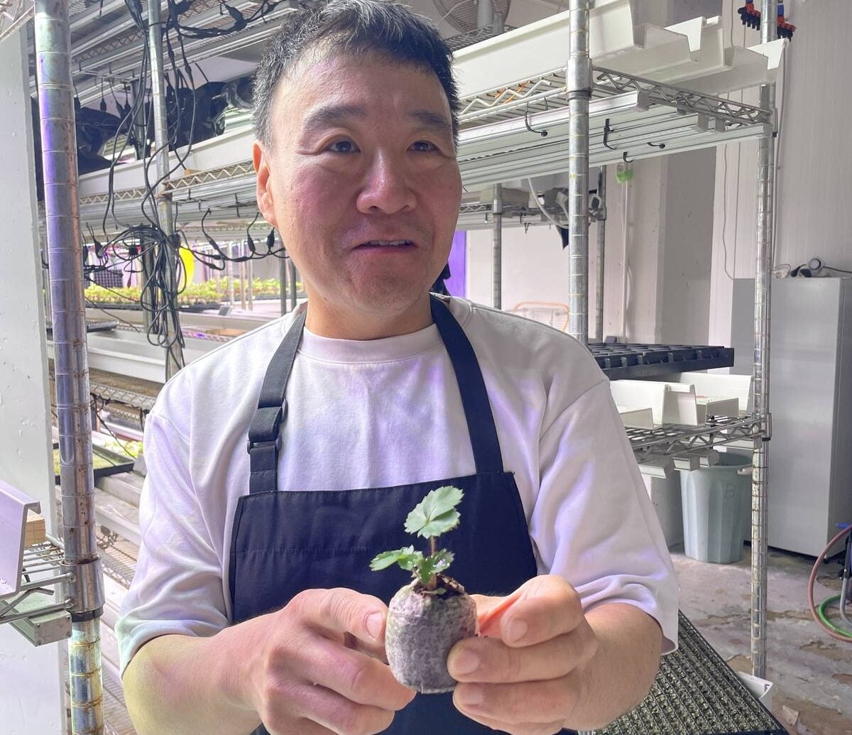 Indoor food production is a solution to food insecurity and climate change, says Ichigo Strawberries’ Kenichi Noda. Photo: Lilian Schaer