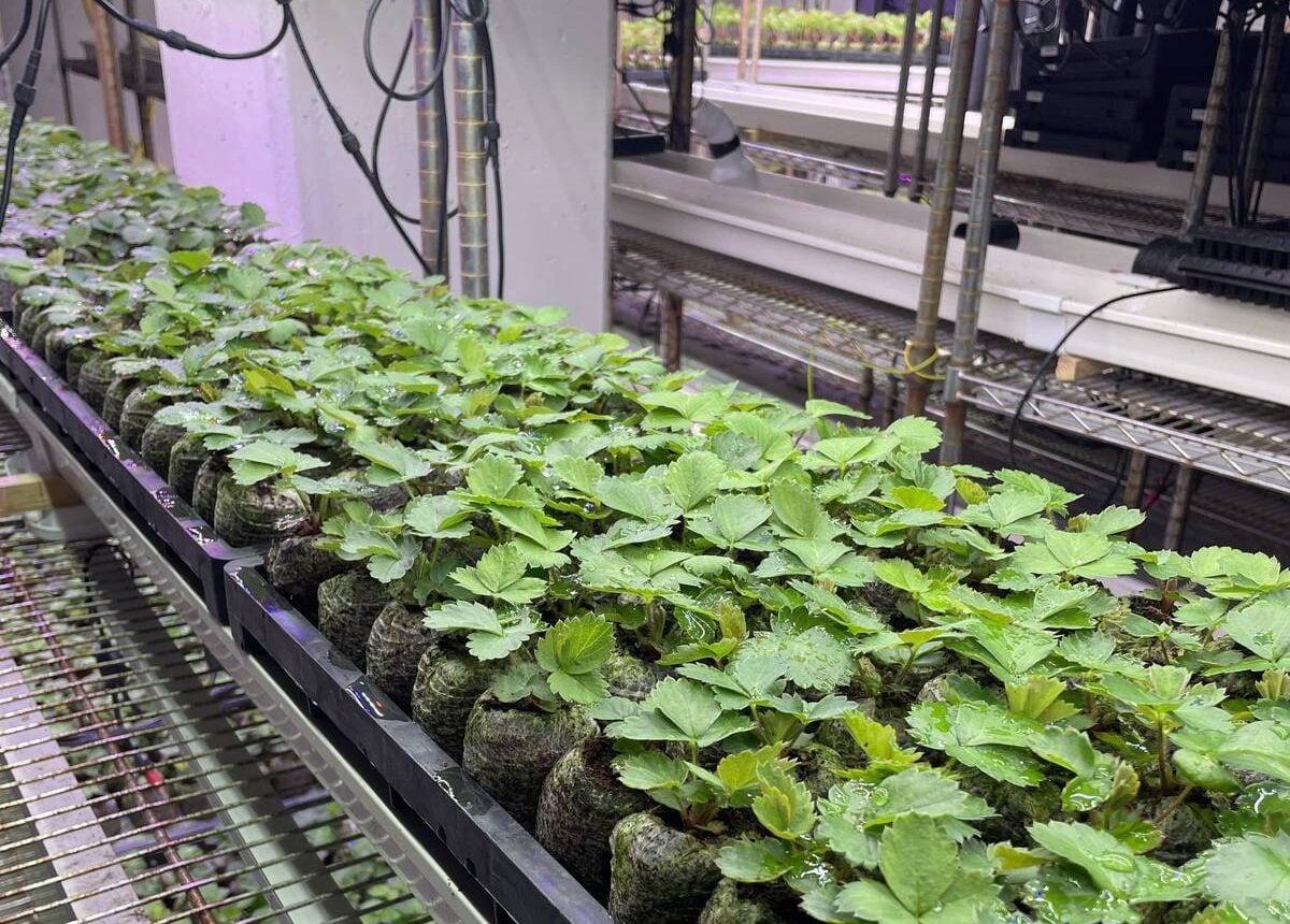 After a shipment of imported seedlings from Japan arrived infected with anthracnose, the company began producing all of its plants from seed in-house. Photo Lilian Schaer