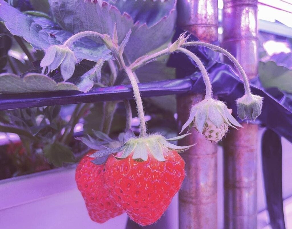 Iceland taps geothermal energy to grow strawberries year-round