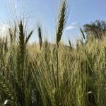 Maturing wheat heads in a Prairie field at sunset. Photo: Greg Berg