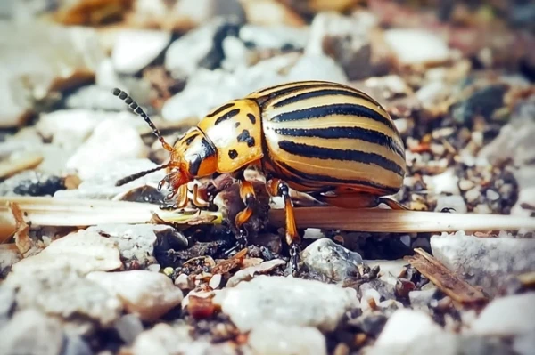 The Colorado Potato Beetle Has Woken Up in Latvia. How to Protect Your Crop Right Now?