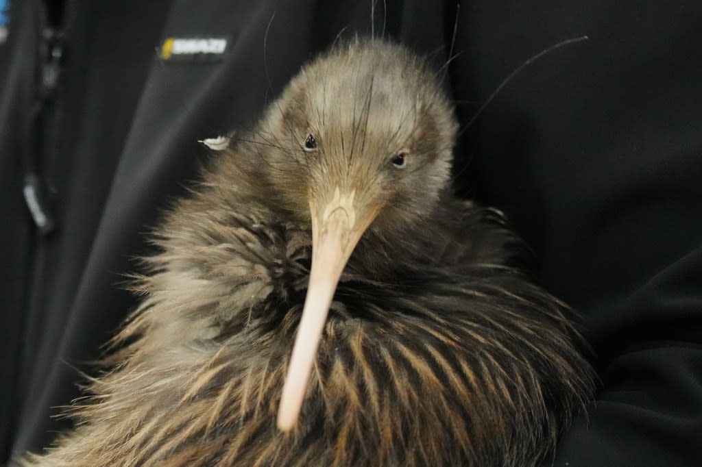 A staff member of a conservation organization carries a kiwi bird during an event at Parliament in Wellington, New Zealand, on Tuesday, April 28, 2026. AP