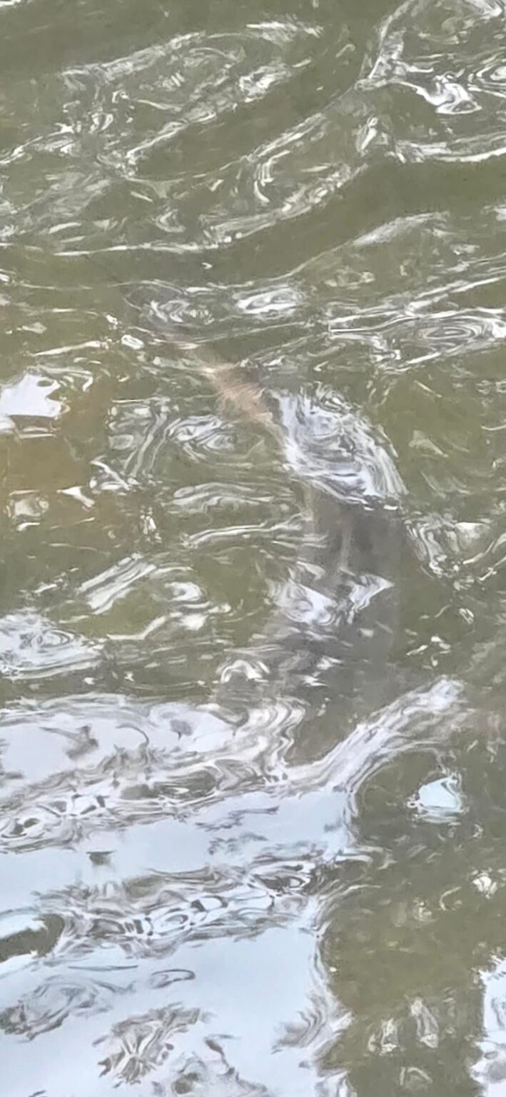 Bullshark or bullshit?