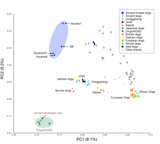 Comparison of relationships between ancient Korean dogs and other regions' dogs [KOREA HERITAGE SERVICE]