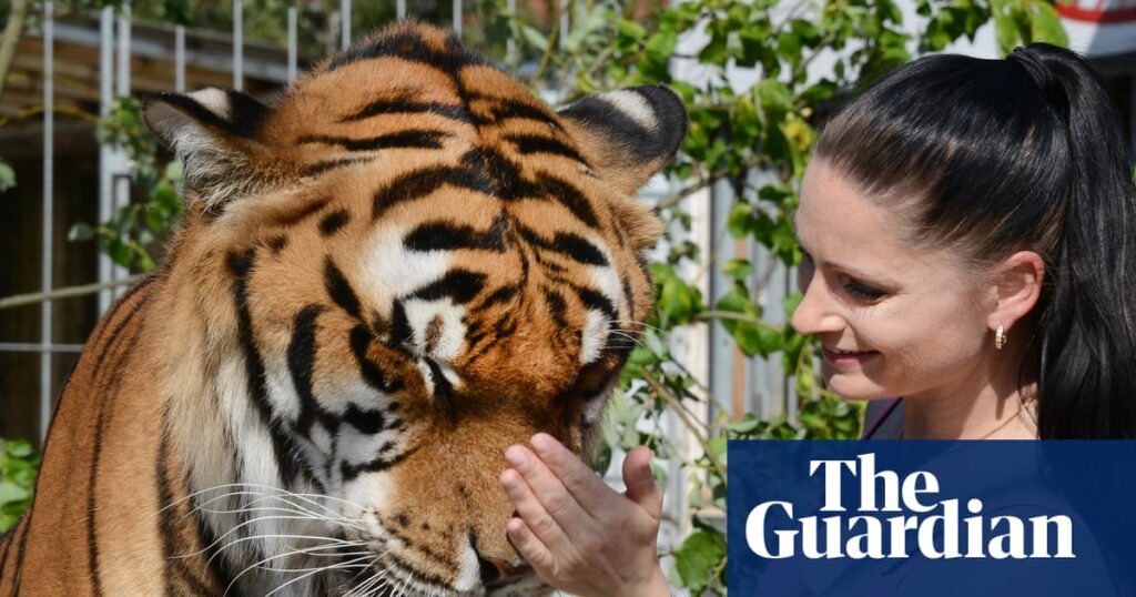 Escape of big cat belonging to Germany’s ‘Tiger Queen’ shatters peace of small town | Germany Escape of big cat belonging to Germany’s ‘Tiger Queen’ shatters peace of small town | Germany