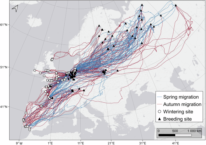High annual-cycle repeatability suggests low flexibility to environmental changes in a near-threatened migratory shorebird High annual-cycle repeatability suggests low flexibility to environmental changes in a near-threatened migratory shorebird