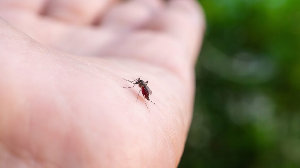 Could science make mosquito-borne disease thing of the past? Could science make mosquito-borne disease thing of the past?