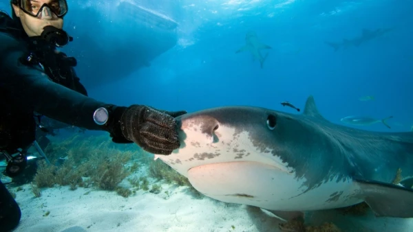 Sharks Have Started Helping Meteorologists Predict the Weather. And Which Fish is the Smartest in Latvia? Sharks Have Started Helping Meteorologists Predict the Weather. And Which Fish is the Smartest in Latvia?