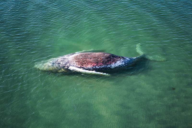 Denmark to carry out post-mortem on humpback whale after all