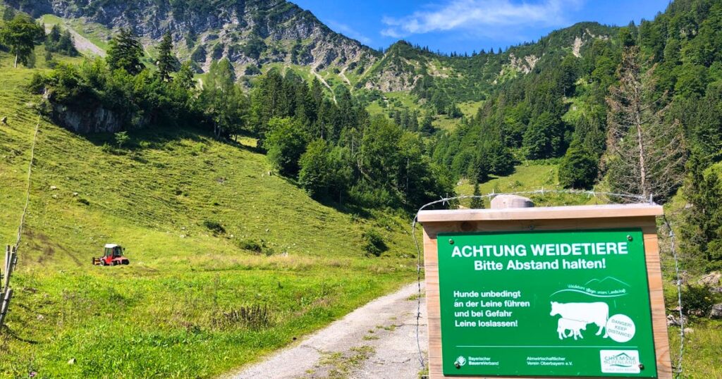 Herd of cows attacks couple in Austria - woman (67) dead