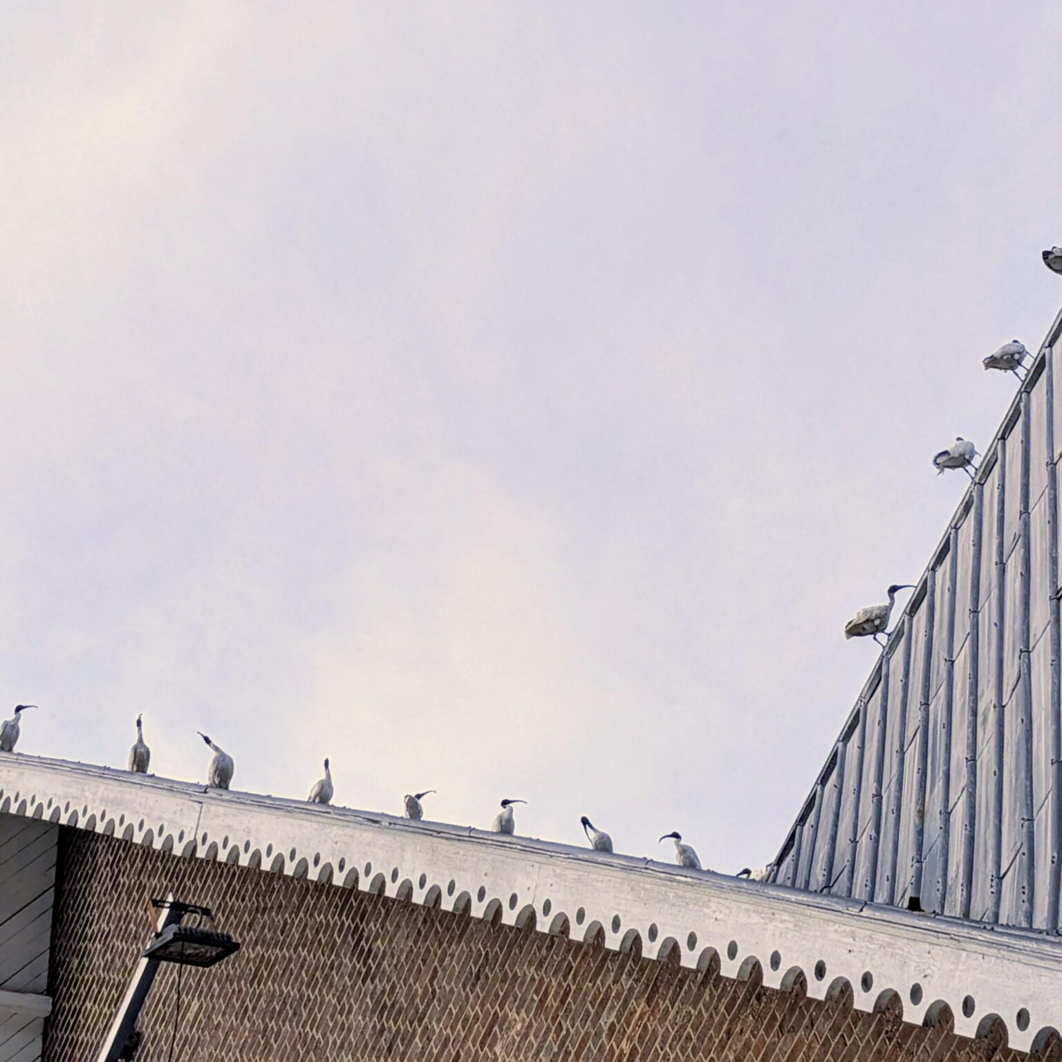 Brisbane roof lines.