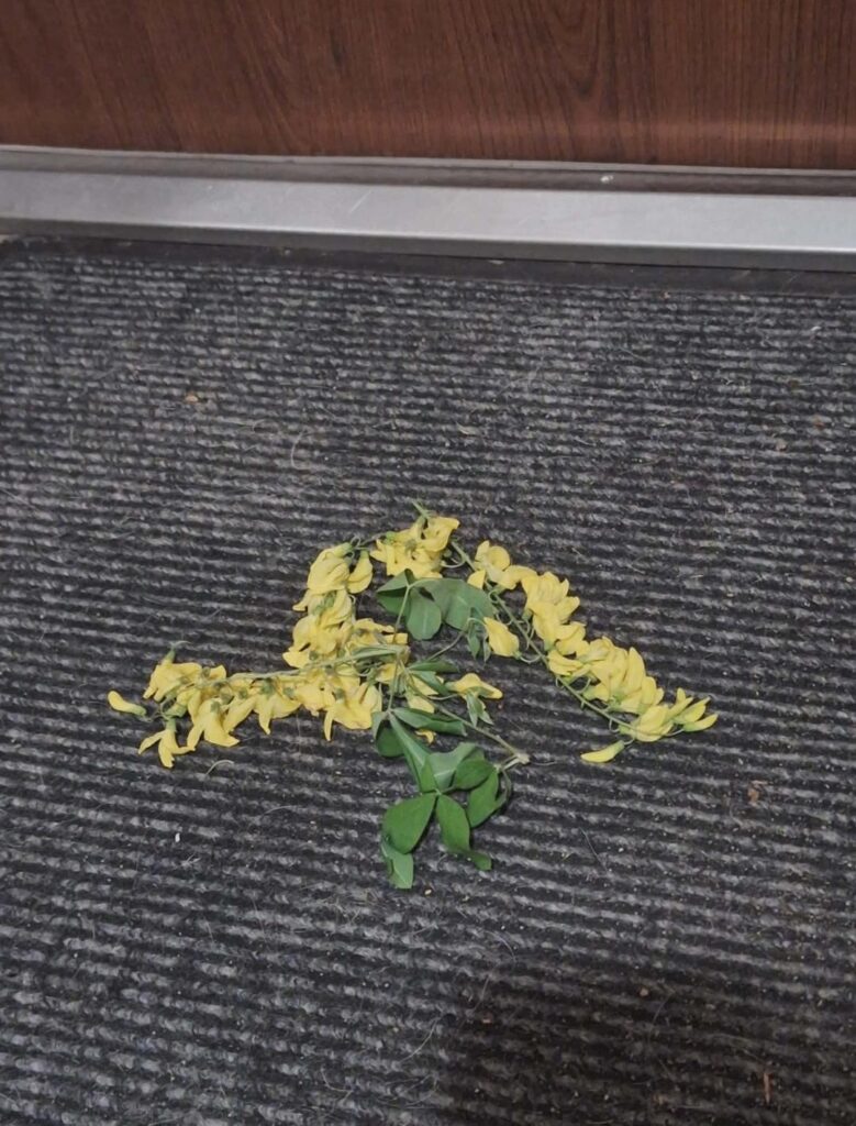 I left the house in the evening and there were weeds on all the doormats in the cage. Does anyone know what this is about?