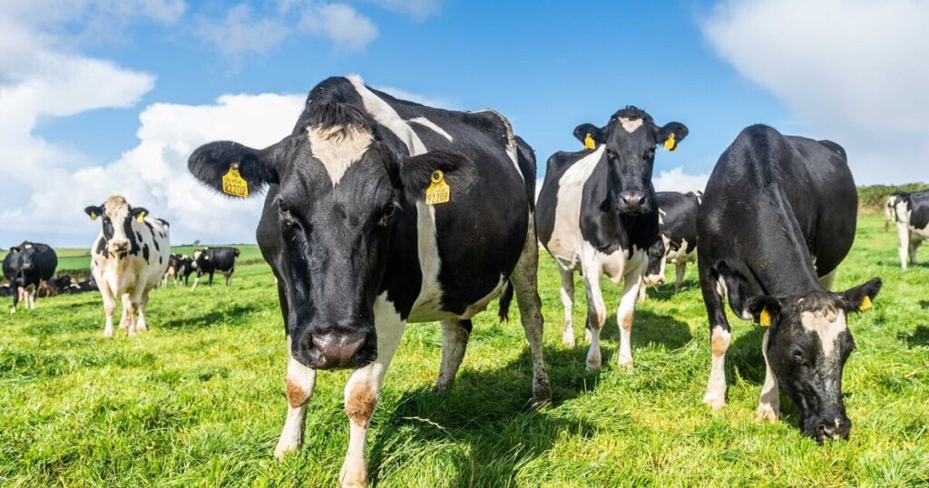 Joe McNamee: It’s been a long time since Ireland’s farmers were able to feed the island