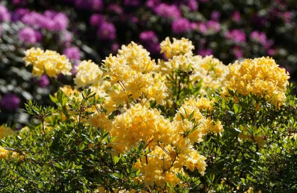 Rhododendrons Begin to Bloom at the University of Latvia Botanical Garden