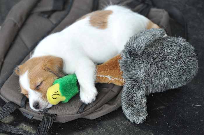 New tick-borne illness confirmed in dogs during peak season, veterinarians warn New tick-borne illness confirmed in dogs during peak season, veterinarians warn