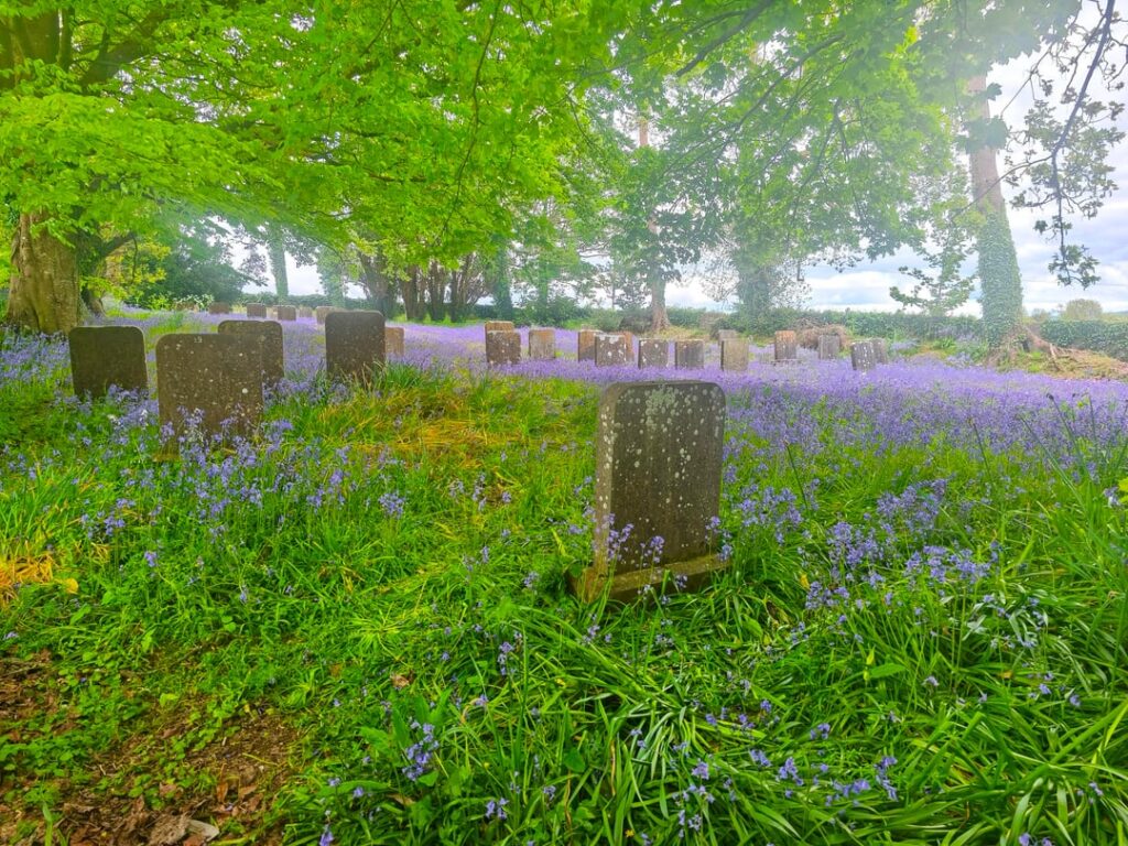 Cahir: Quaker Burial Ground and Ancient Forest Cahir: Quaker Burial Ground and Ancient Forest