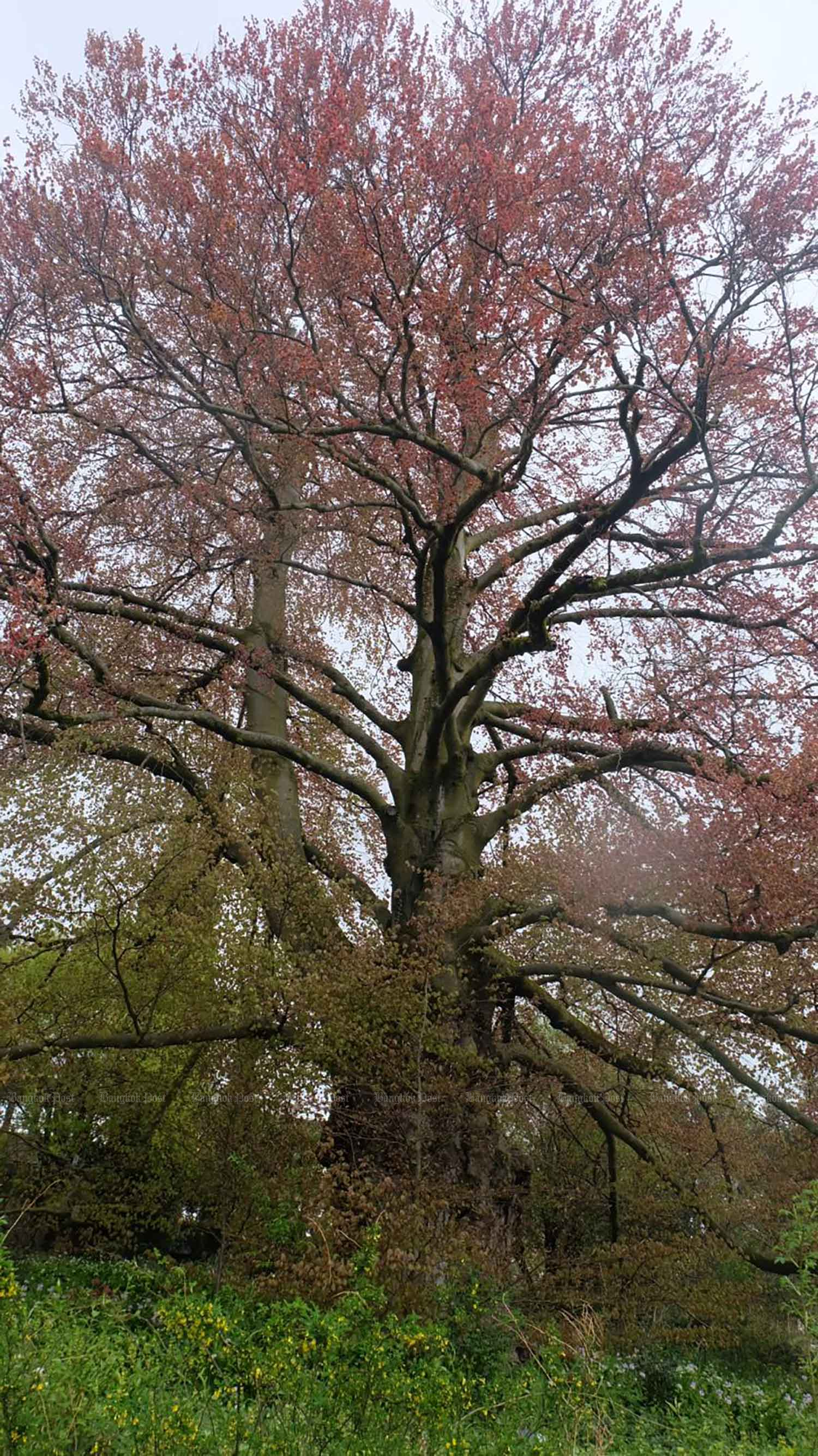 A beech tree at the New Botanic Garden.