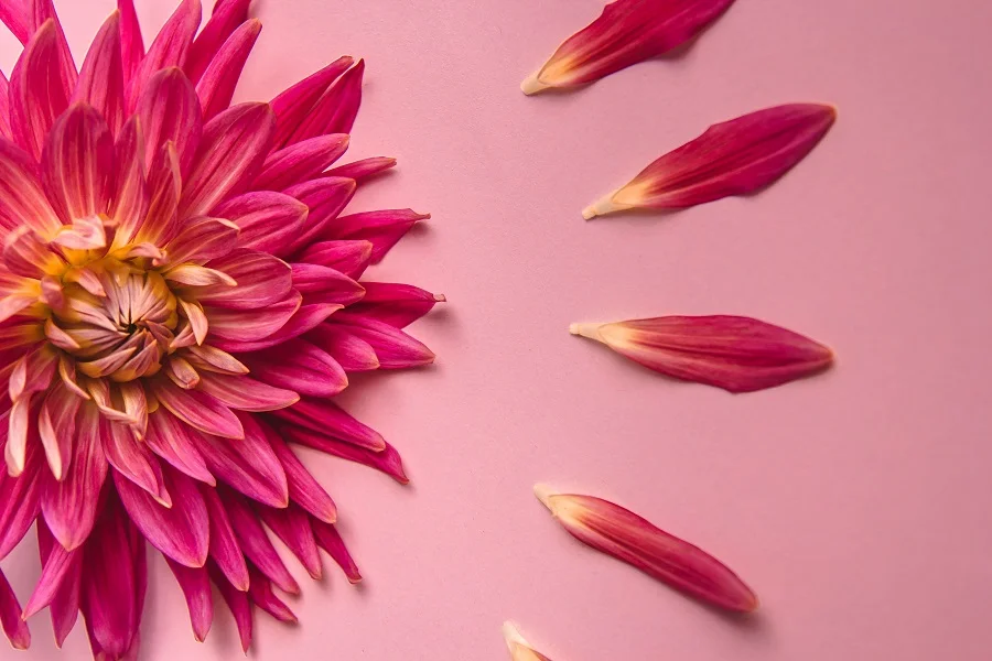 Menopause health: Moving beyond hormones with metabolic interventions Nutrition Insight logo