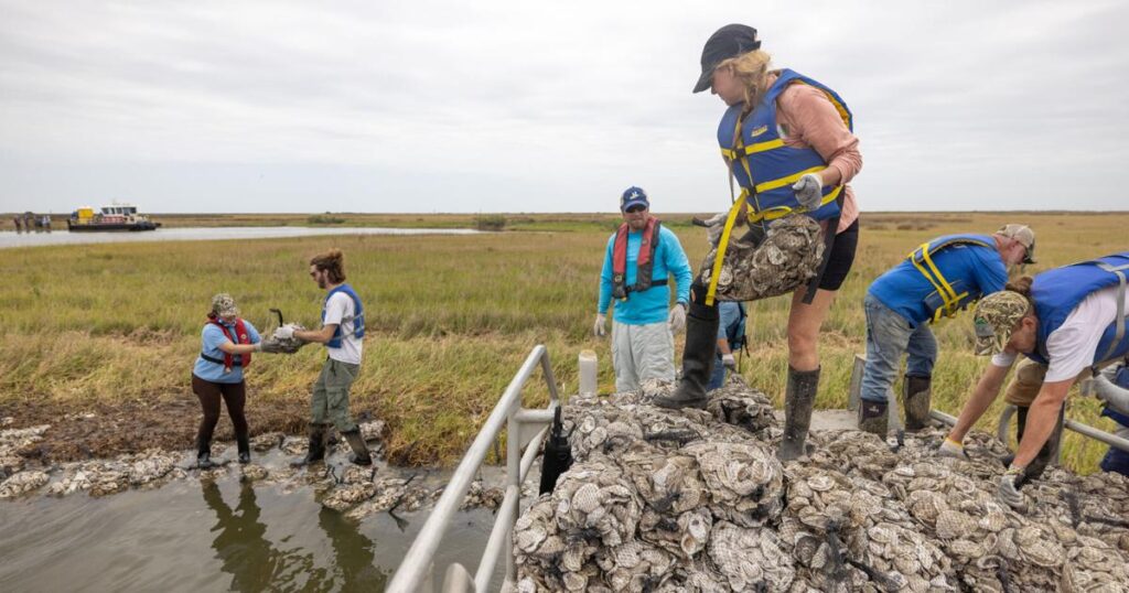 Two Louisiana projects create oysters, storm protection | Environment