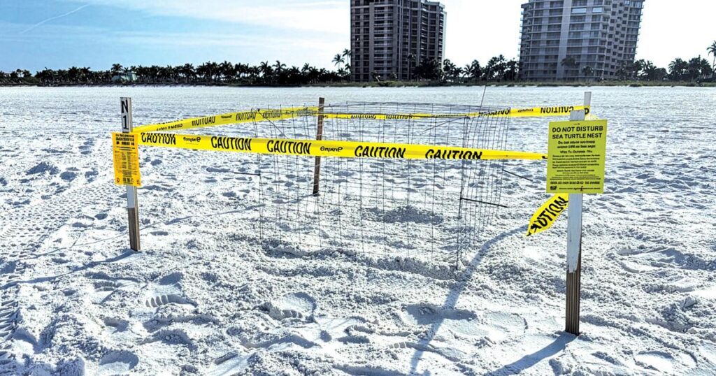 Getting into Sea Turtle Season | Environment