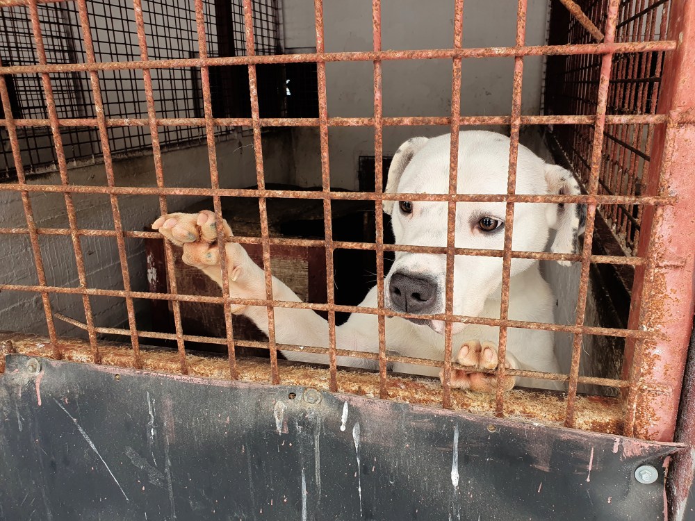 In this image provided by the Four Paws animal welfare organization a dog peers from an enclosure at a shelter in Hunedoara, Romania, Jan. 14, 2026. (Vier Pfoten via AP)